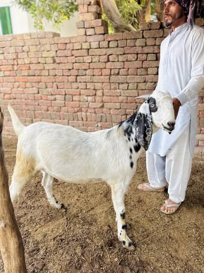 Qurbani Bakra for sale
