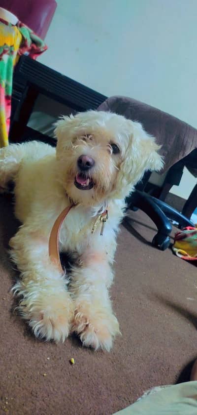 Beautiful dog Maltese