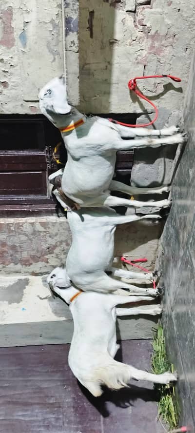 three goads for sale