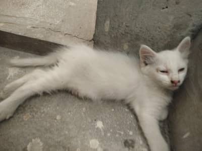 cat kitten