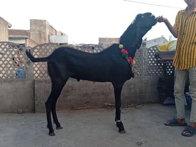 black beetal amratsari bakra   breeding quality 41 inches height