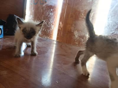 male female available