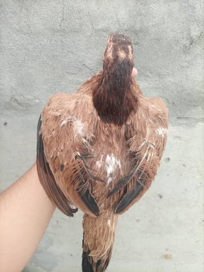 achi quality ka birds Hein