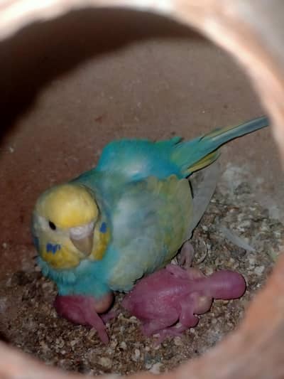 Budgies Rainbow