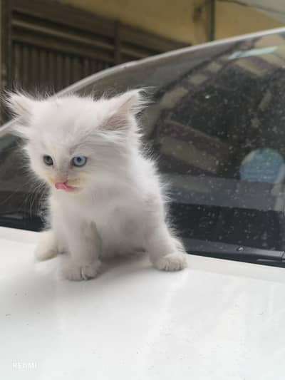  Beautiful White Persian Kittens - Loving Home Wanted! 
