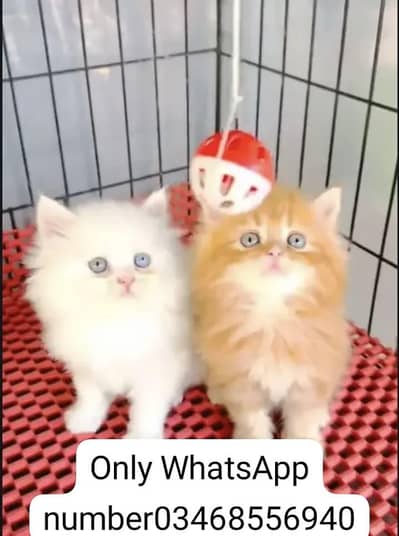 Persian cat triple cod for sale,