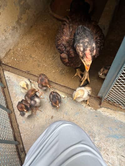 Aseel mianwali chicks