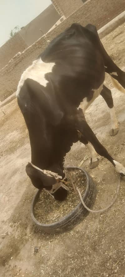 Cow sale urgent doodh na honey k brabar Hain
