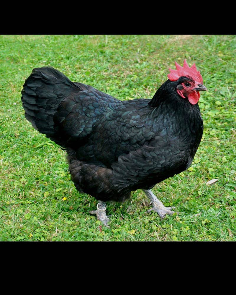 australorp eggs 0