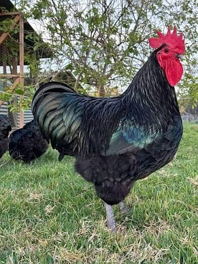 australorp eggs 1