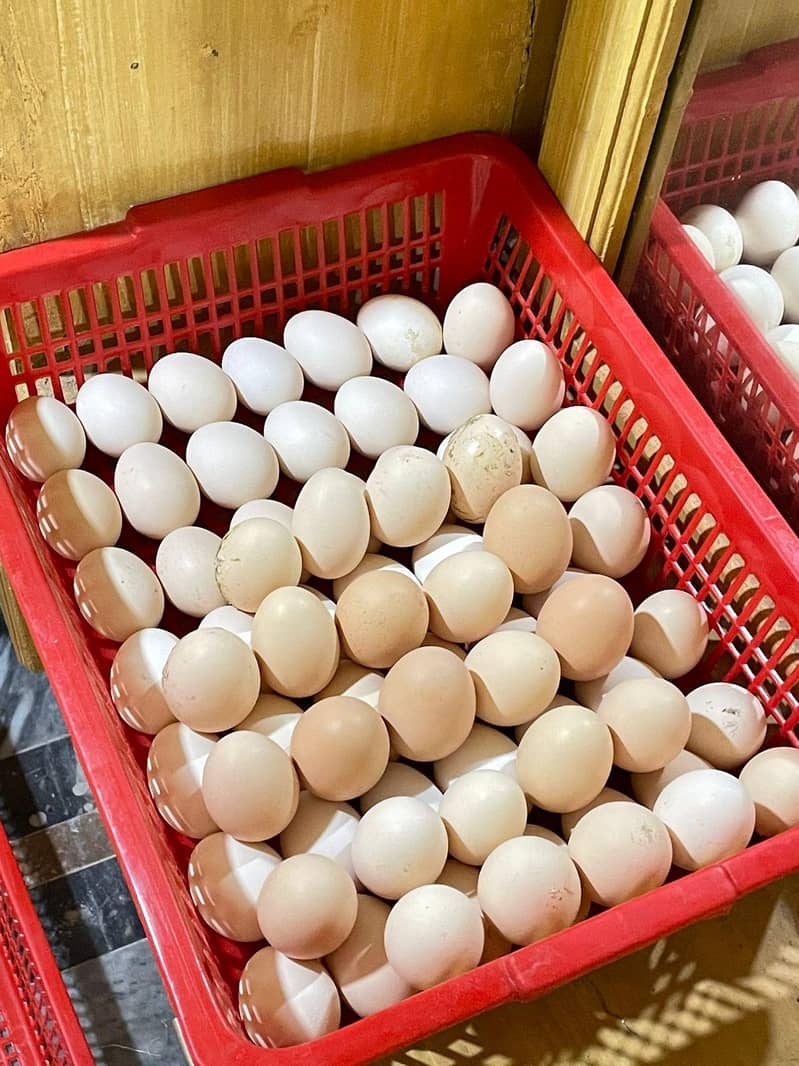 australorp eggs 2