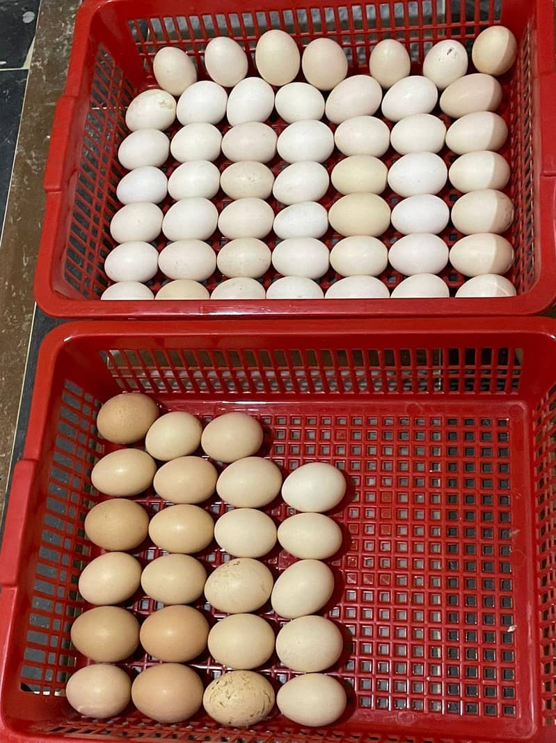 australorp eggs 3