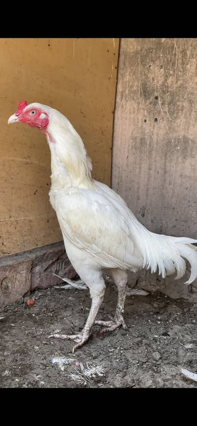 Heera Aseel Pair | Male | Female | Paper White | Chicks