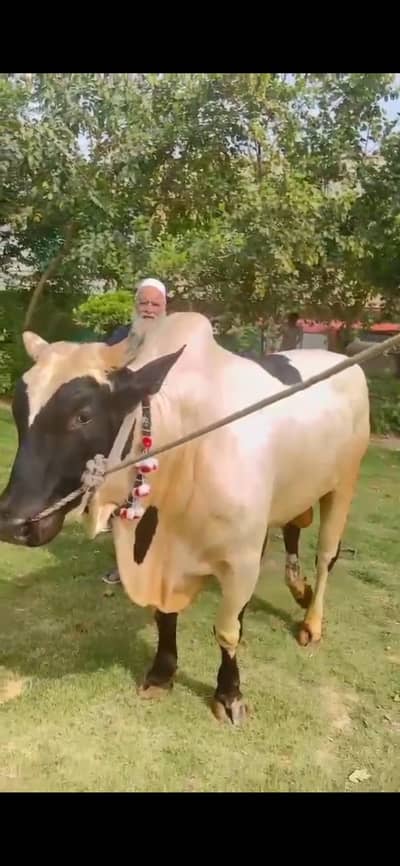 bull for sale