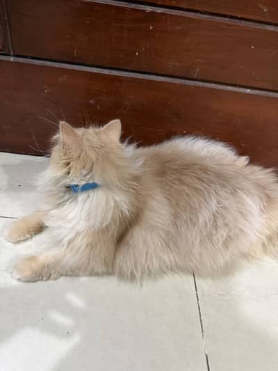 Cat Orange persian