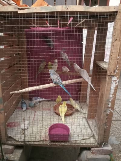 Cocktail Parrots Budgies Parrots Our Cages For Sale