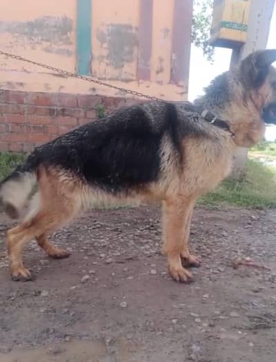 German Shepherd female | non pedigree |double coated |GSD Feamle