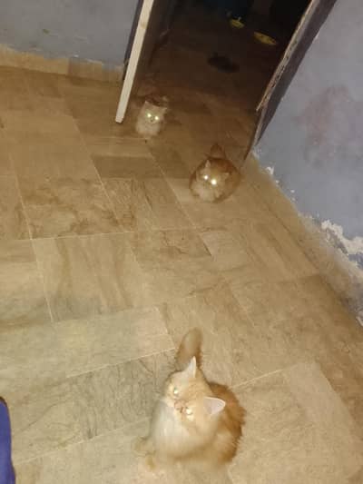 urgent sale