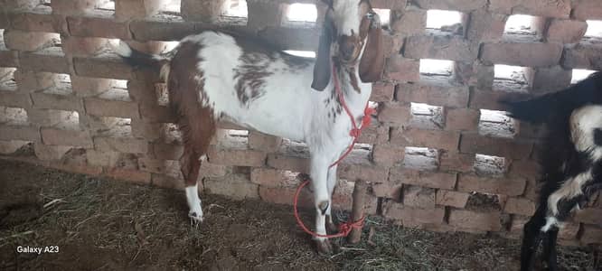Beautiful goat for qurbani in reasonable price