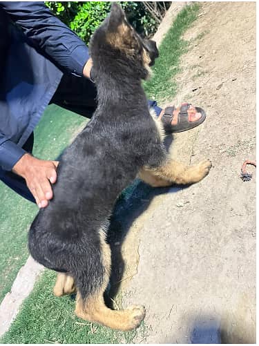 GERMAN SHEPHERED PUPPY | GERMAN PUPPY | GSD PUPPY | PUPPY