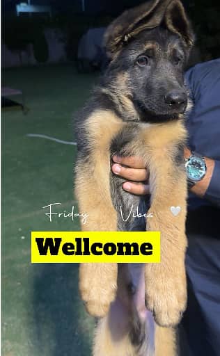 GERMAN SHEPHERED PUPPY | GERMAN PUPPY | GSD PUPPY | PUPPY