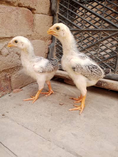 pakoya shamo breed