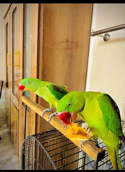cell breeding Alexander parrot