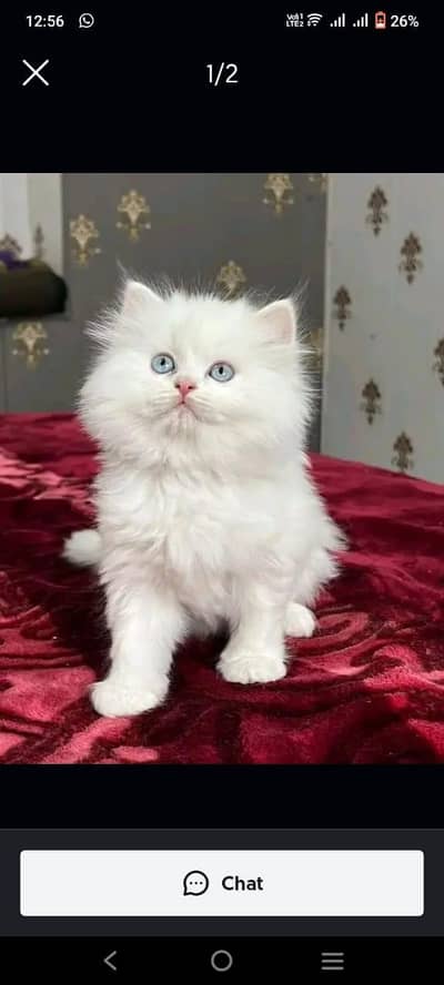 Persian cat triple code 5 phase code for sale argent  03425864753