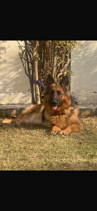 German Shepherd Breeder Female | Adult Gsd Female | Gsd Female |
