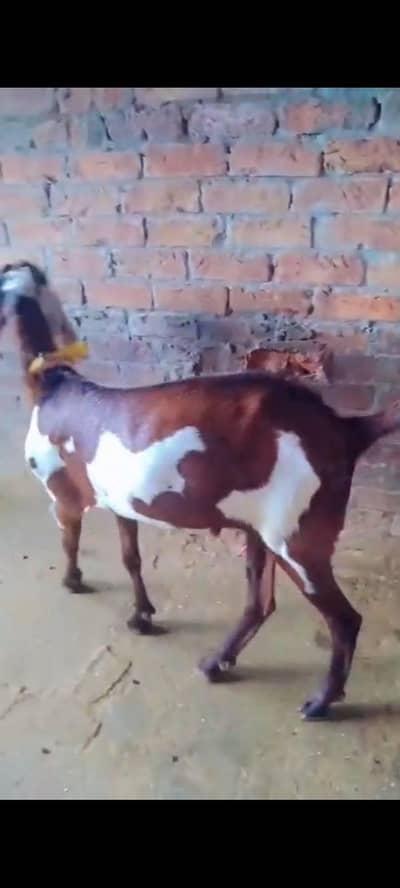 bakaray Goats