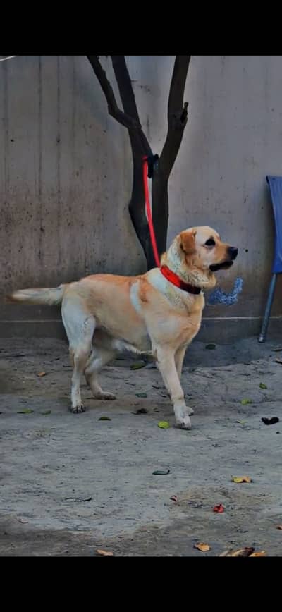 Labrador male
