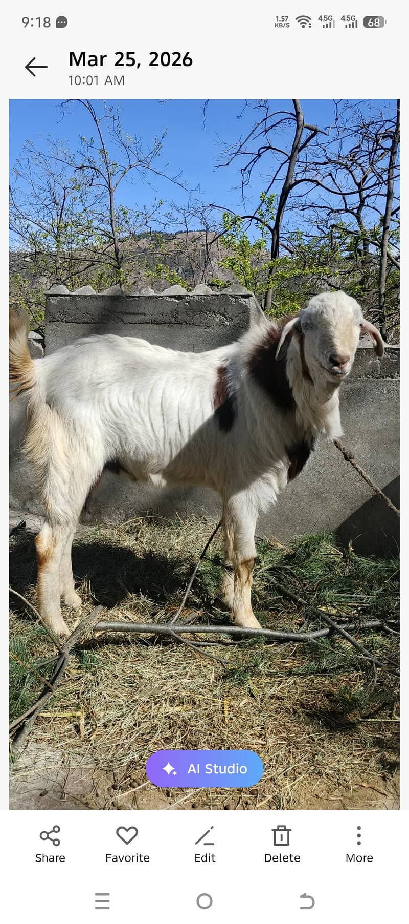 bakra 0
