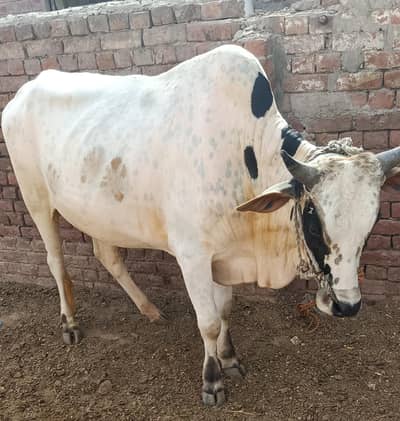 قربانی کے لئے بیل