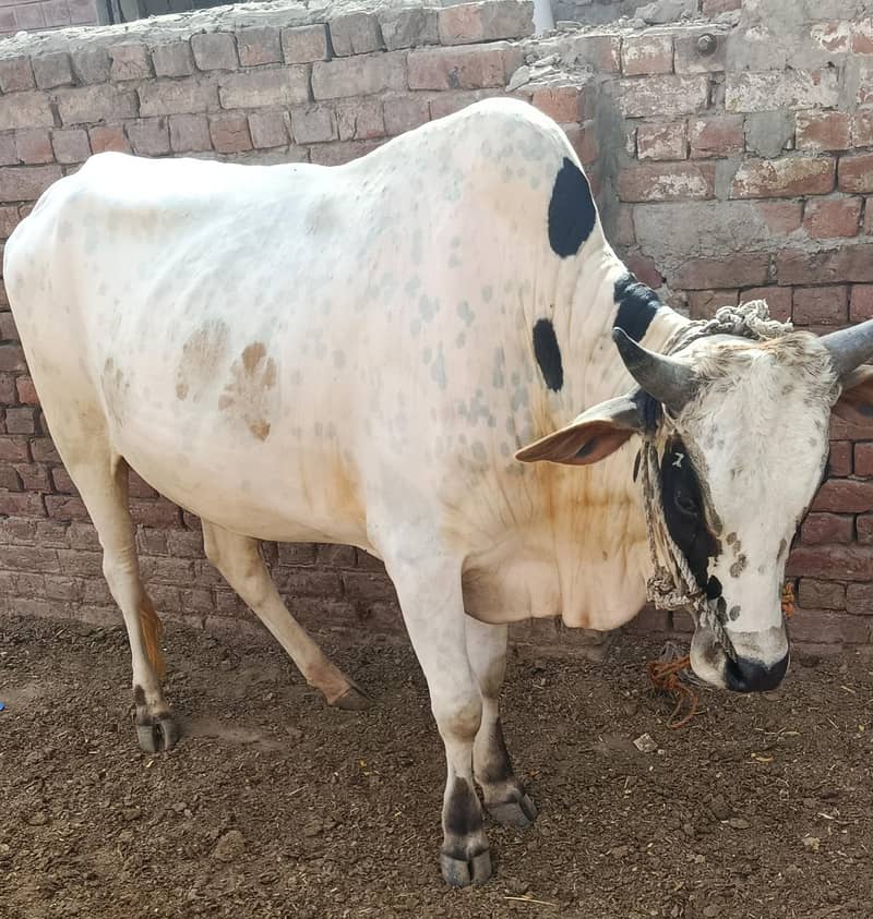 قربانی کے لئے بیل 0
