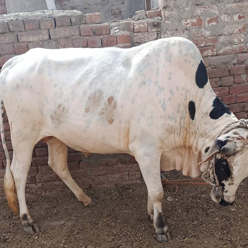 قربانی کے لئے بیل 1