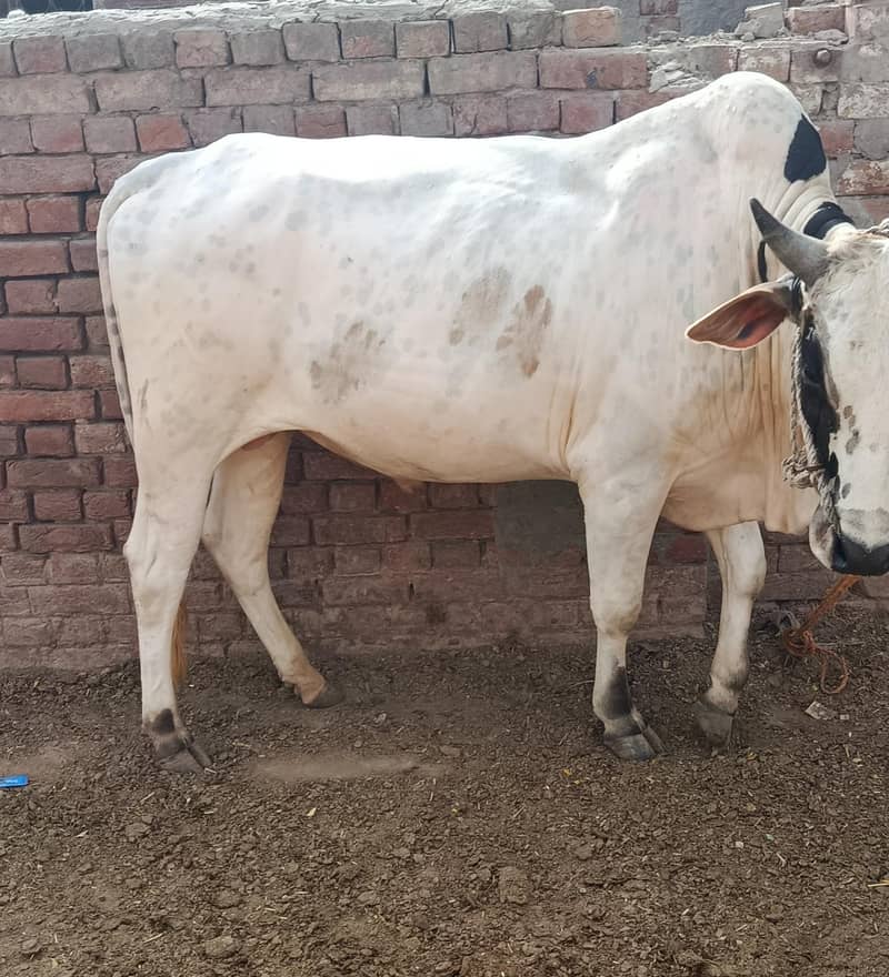 قربانی کے لئے بیل 2