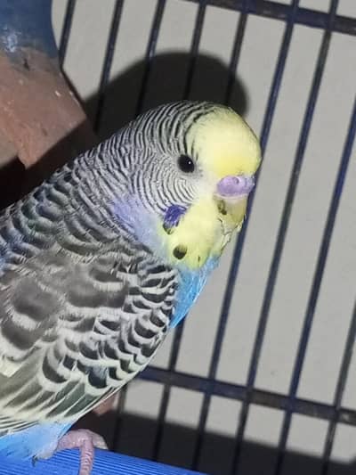 Male cobalt and female for sell