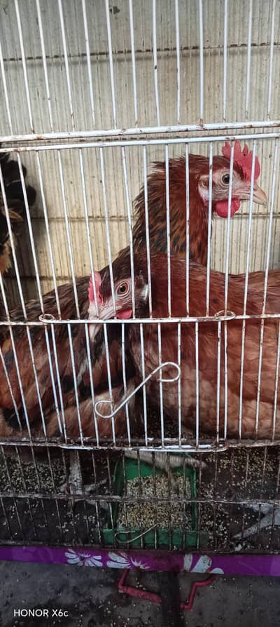 golden misri pair for  sale