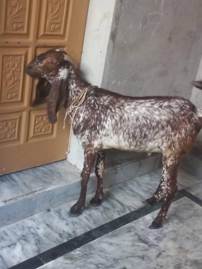 2 dant khasi 2 bakry