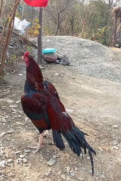 aaeel for sale