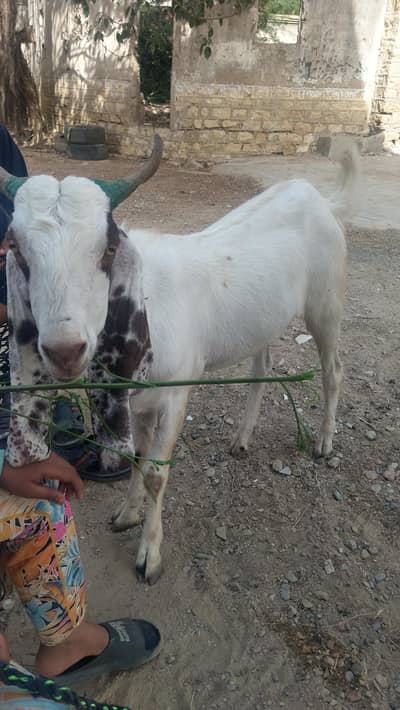 I'm sale 2 Bakra qurbni goats my contact Whatsapp 03402494900