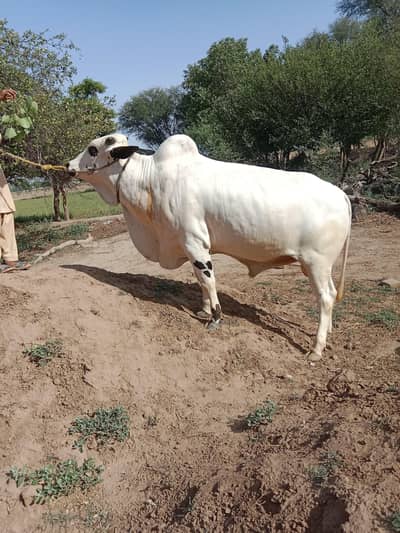 Bachra | Katta | Wacha | Cow | Qurbani k janwar | Bulls | بھنس | گائے