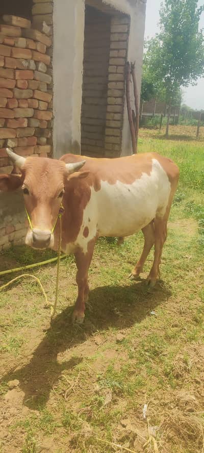 Bulls for sale/ Bulls sale for eid ul adza/less price bull for sale
