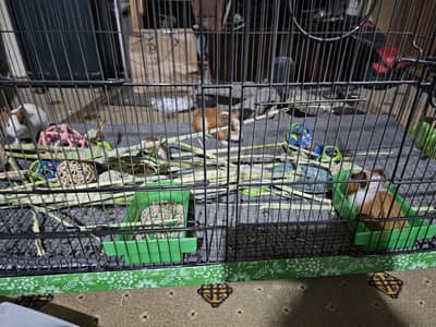 Guinea Pigs