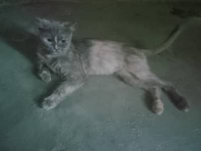 urgent sale Persian 