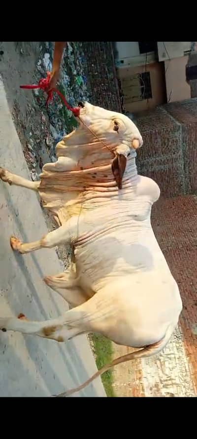 Cholistani Bachra | Cow | Bull | Qurbani bull | 2 Dant Bachra | Desi