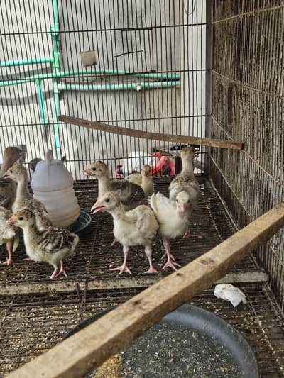 khaki campbell turkey dasi misri chicks