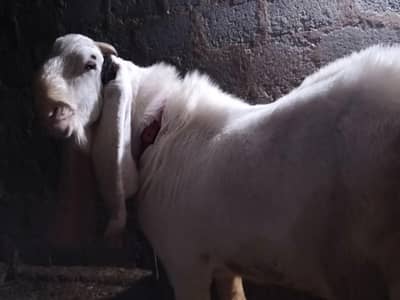 4 dant Bakra hai chote sy Pala hai