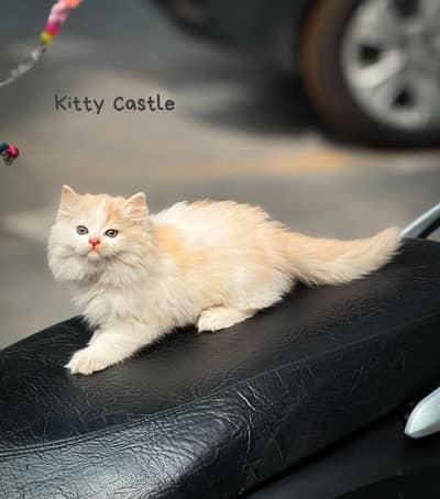 persian kittens|triple Coated|Piki Face kittens_cute|fluffy cat/peki