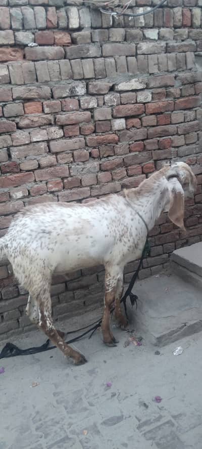Bakra